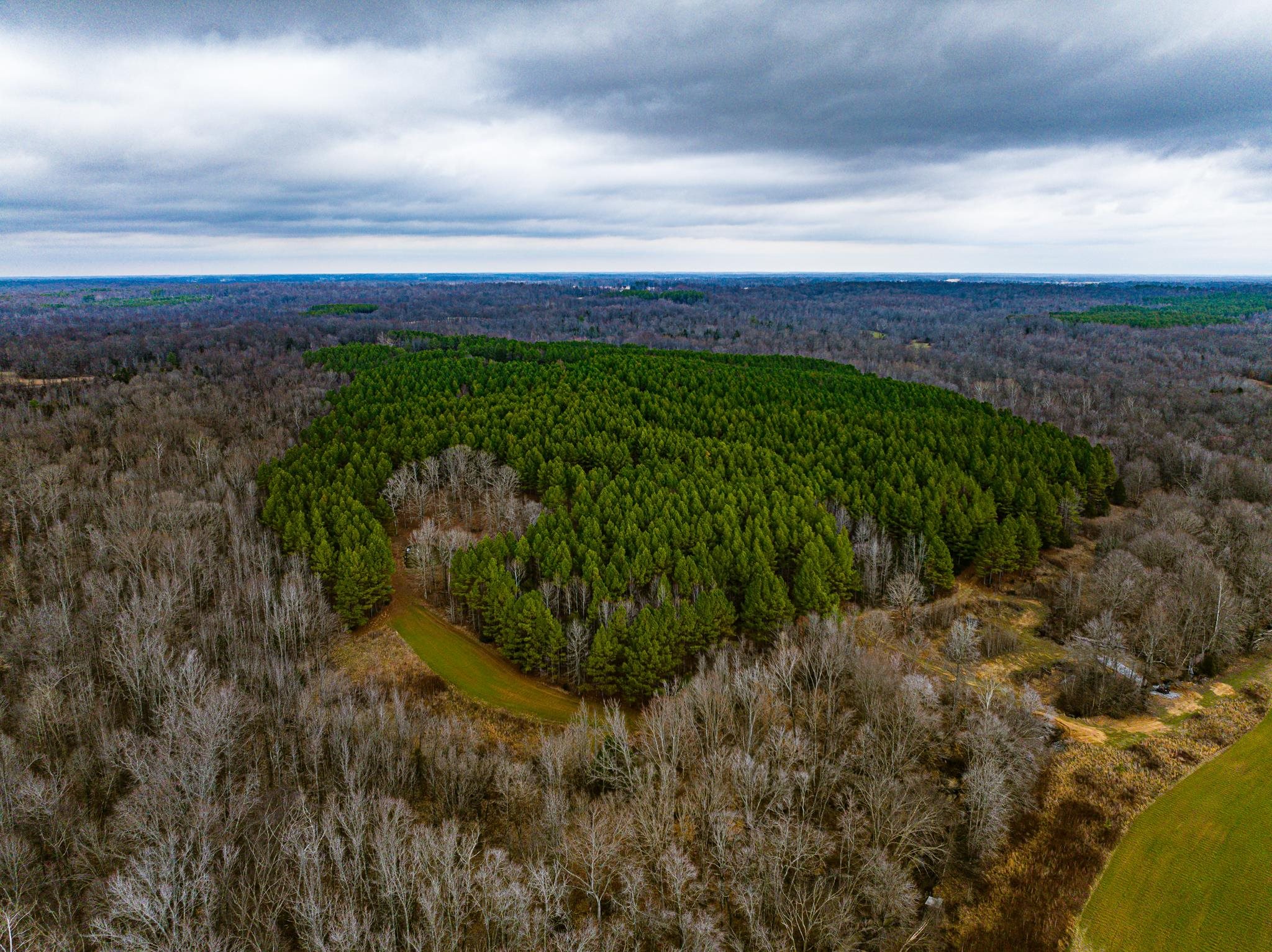 Aerial view of a forest