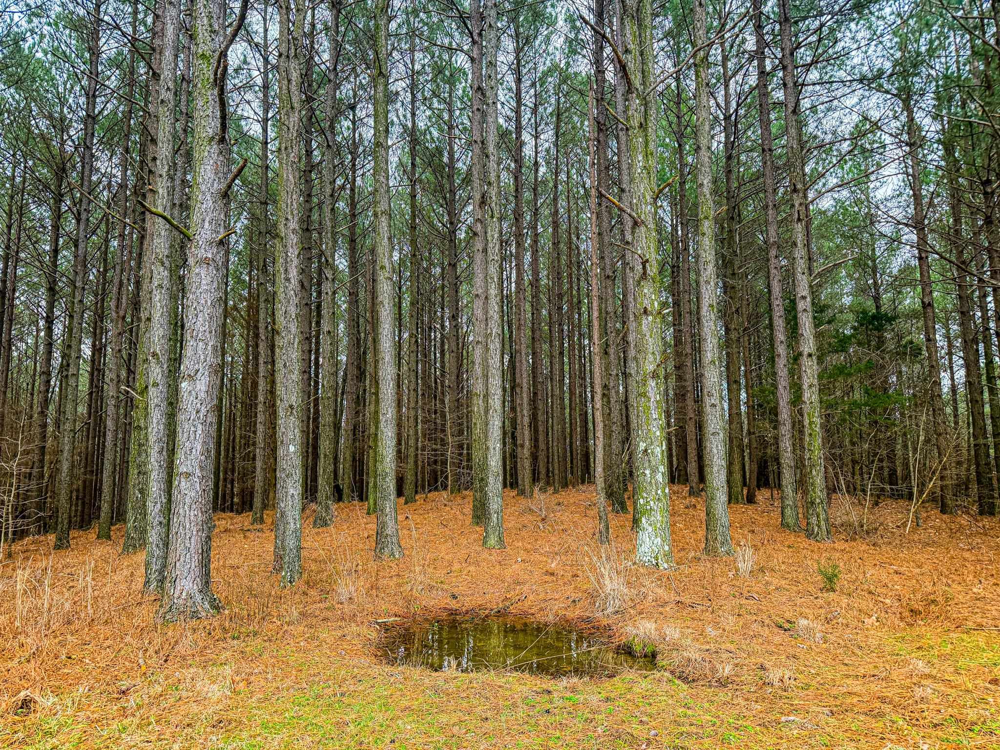 0 Jones Mill Crossland Road Puryear, TN 38251 - Photo 12 of 40 View of local wilderness featuring a nearby body of water