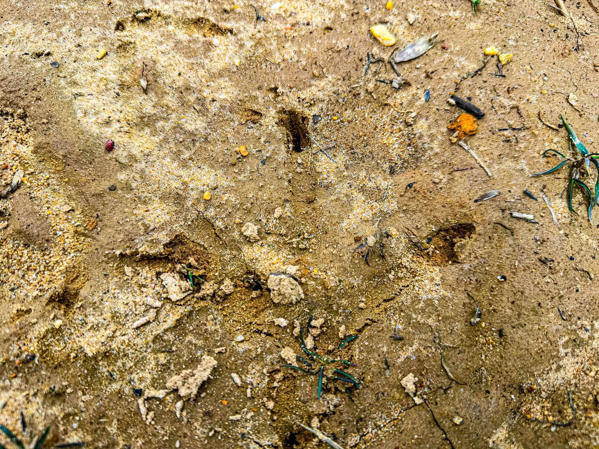 0 Jones Mill Crossland Road Puryear, TN 38251 - Photo 14 of 40 a view of a yard