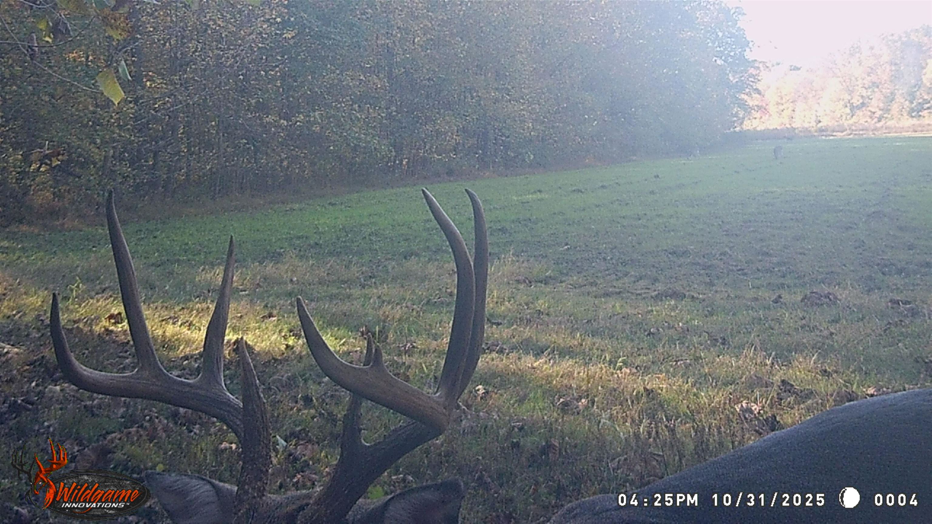 0 Jones Mill Crossland Road Puryear, TN 38251 - Photo 20 of 40 View of grassy yard