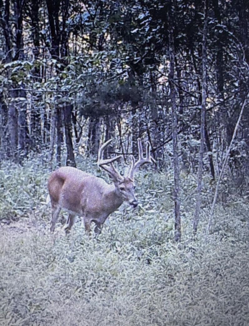 0 Jones Mill Crossland Road Puryear, TN 38251 - Photo 22 of 40 View of undeveloped land