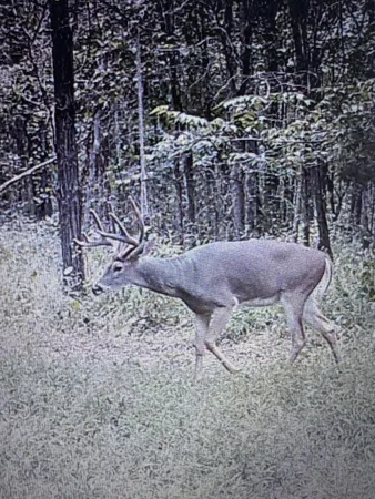 a view of yard with swimming pool