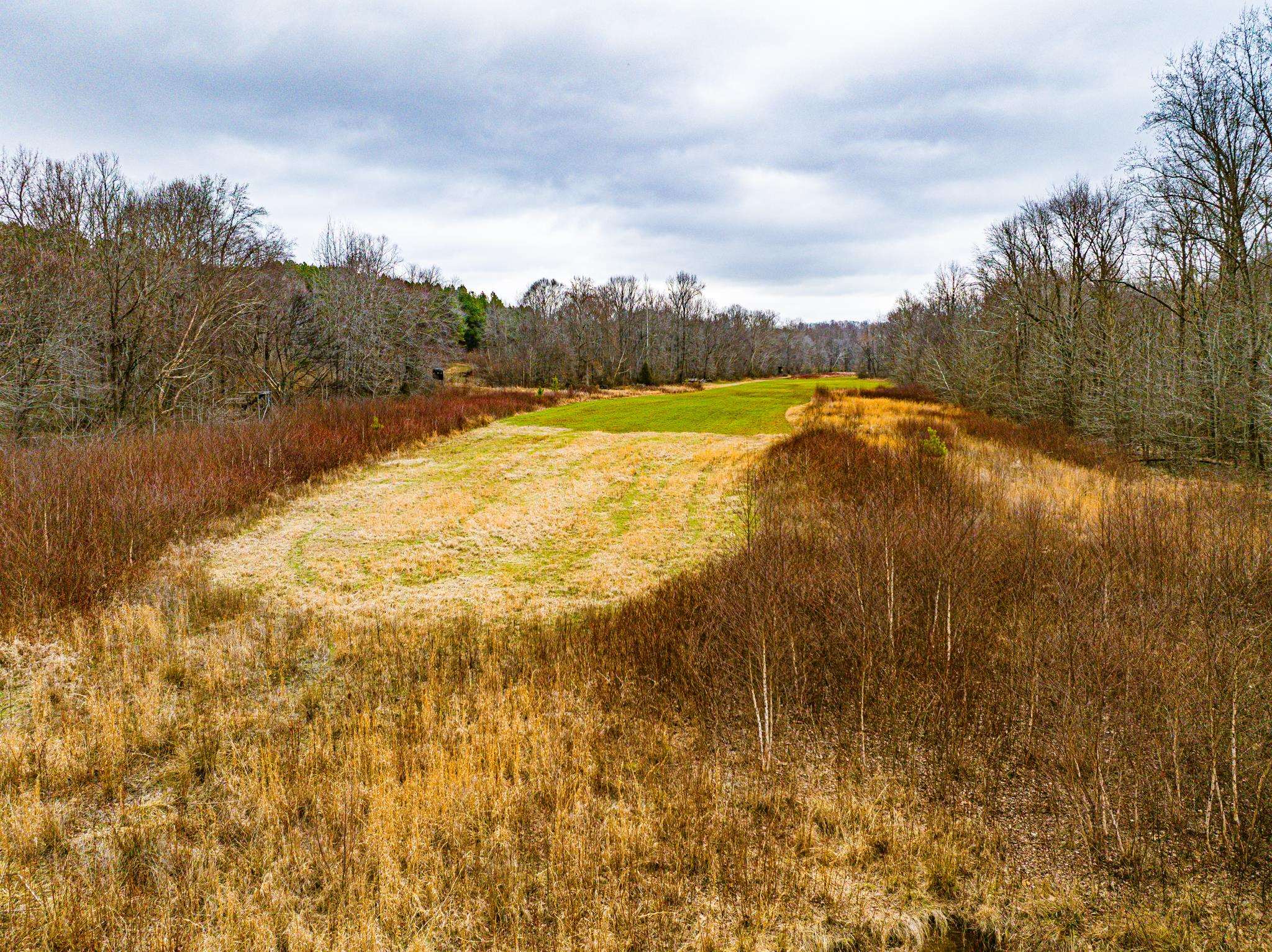 0 Jones Mill Crossland Road Puryear, TN 38251 - Photo 32 of 40 View of tree filled area