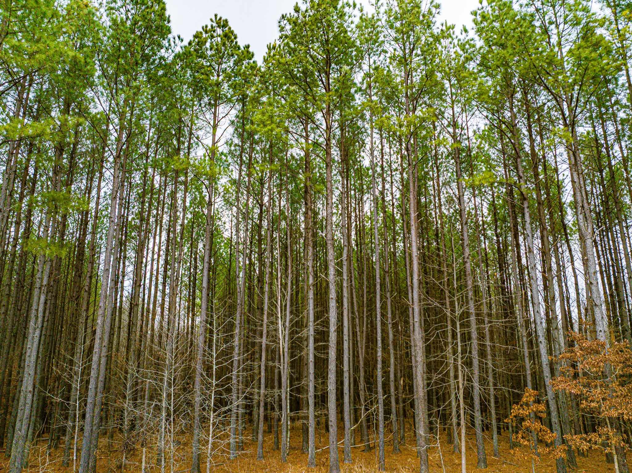 0 Jones Mill Crossland Road Puryear, TN 38251 - Photo 38 of 40 View of undeveloped land