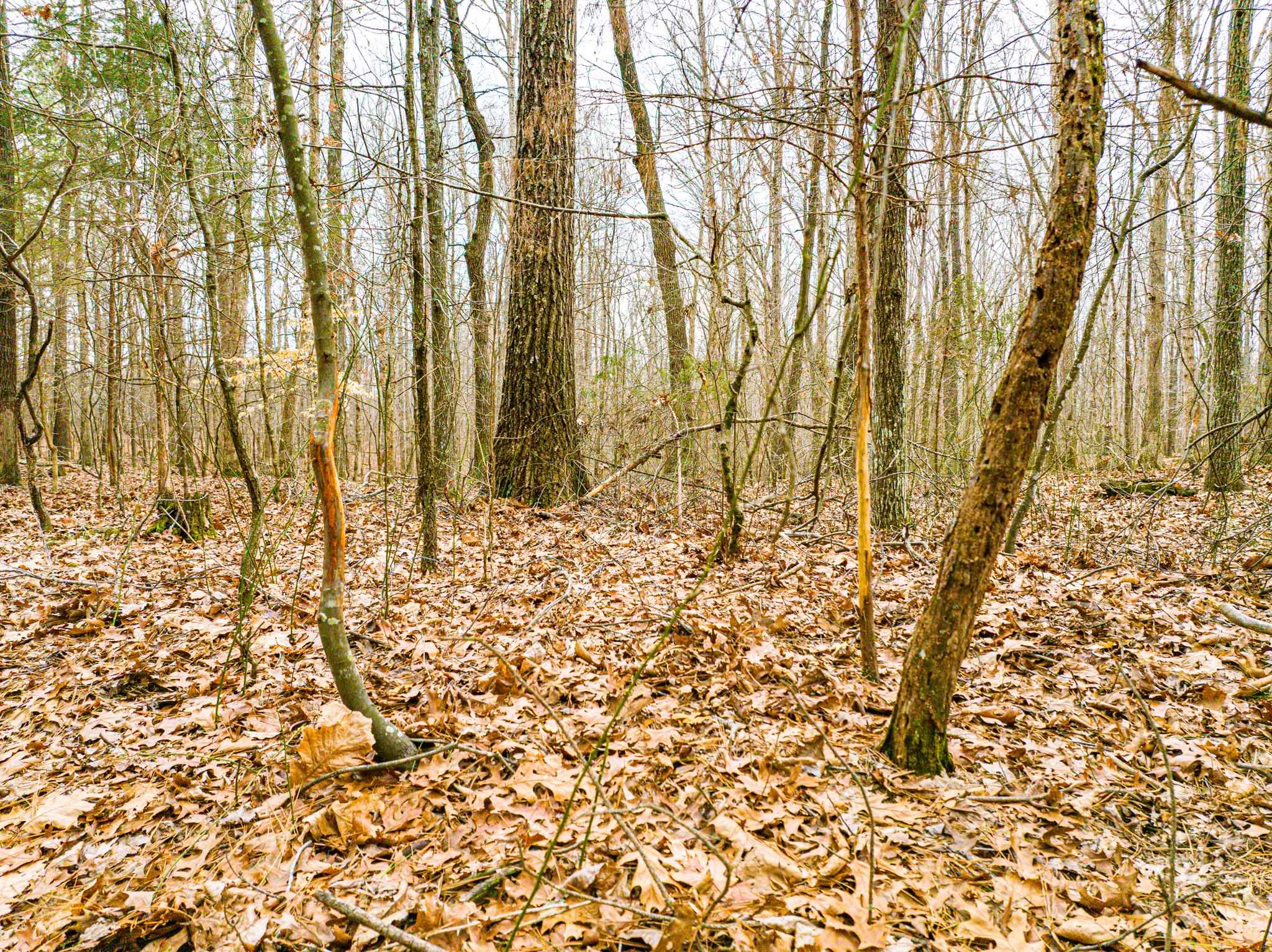0 Jones Mill Crossland Road Puryear, TN 38251 - Photo 39 of 40 a bathroom with a shower curtain
