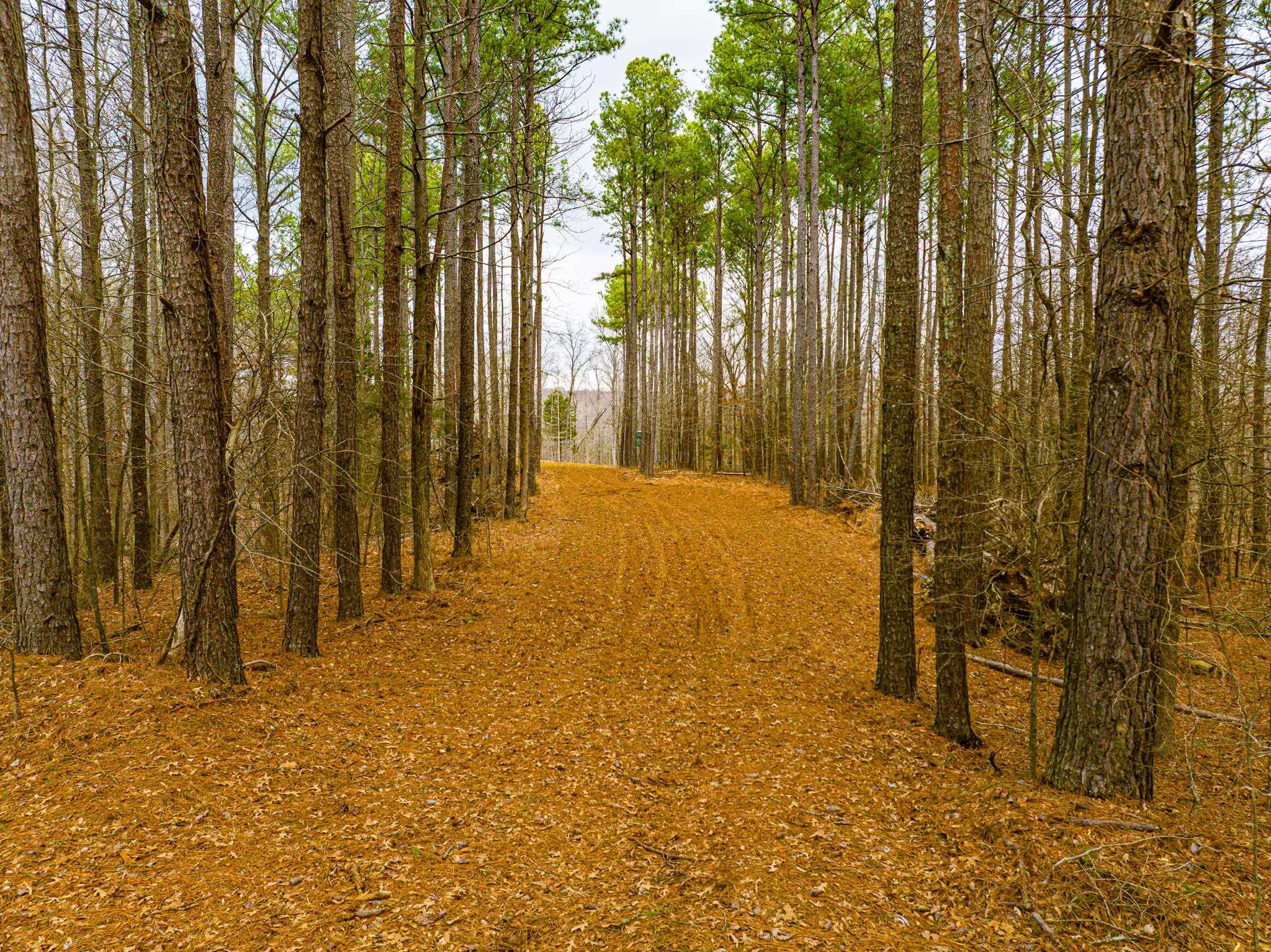 0 Jones Mill Crossland Road Puryear, TN 38251 - Photo 40 of 40 a view of backyard with tub