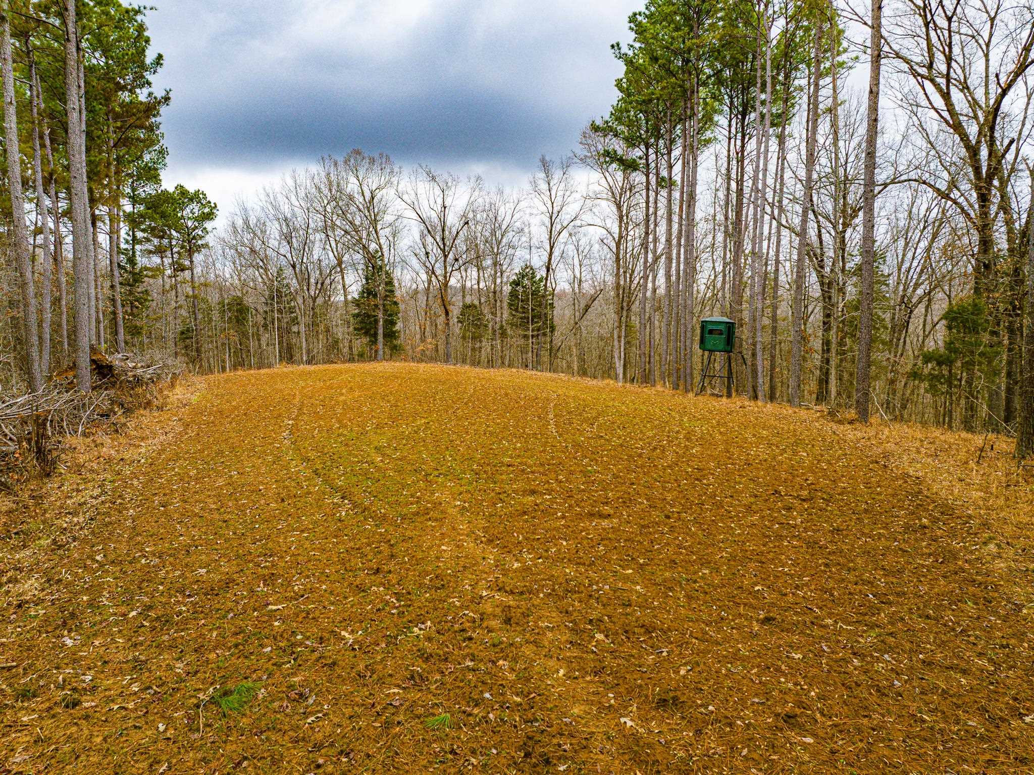 0 Jones Mill Crossland Road Puryear, TN 38251 - Photo 7 of 40 View of tree filled area