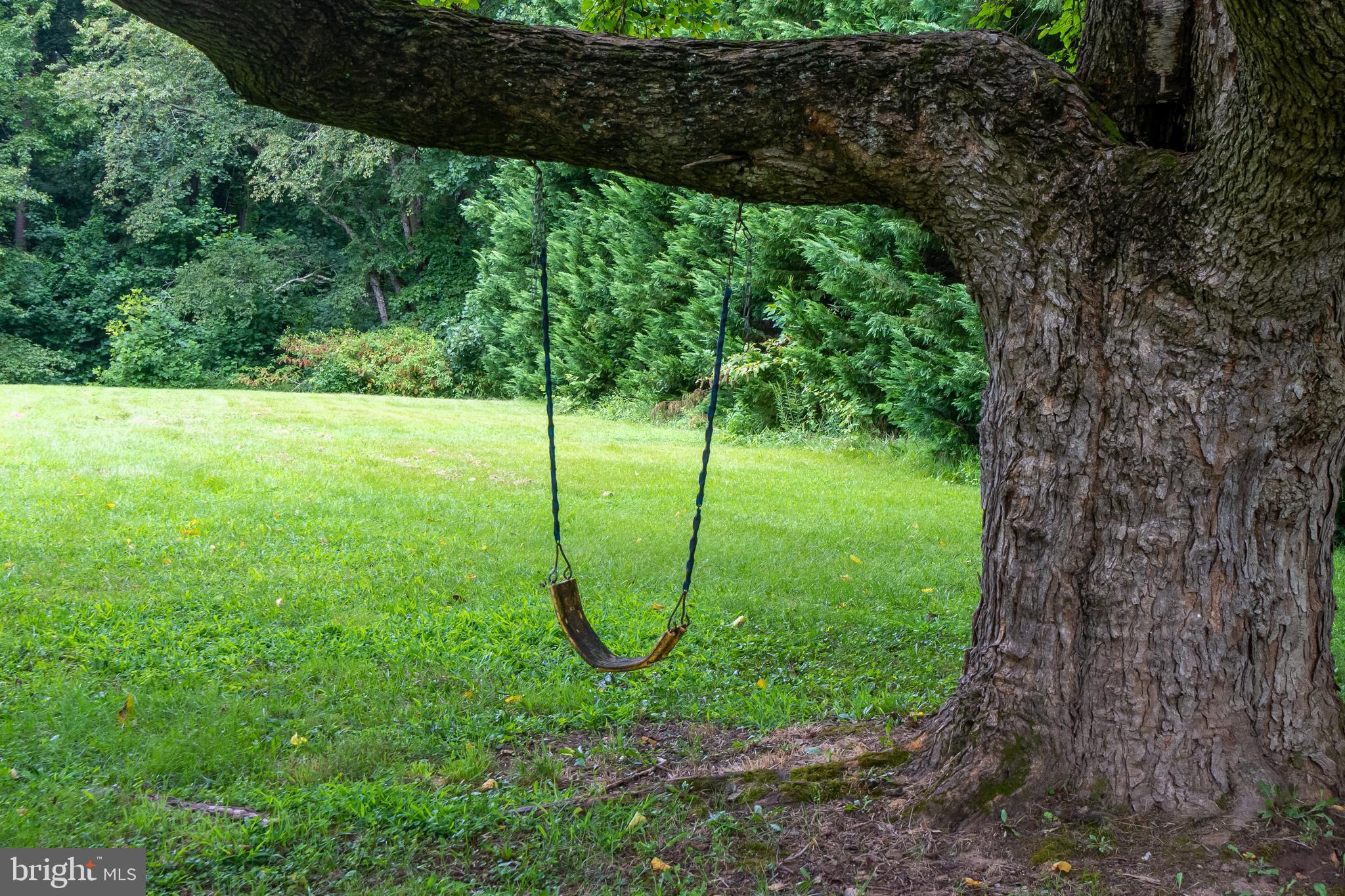 12380 Lewistown Road Cordova, MD 21625 - Photo 43 of 50 Swing on tree