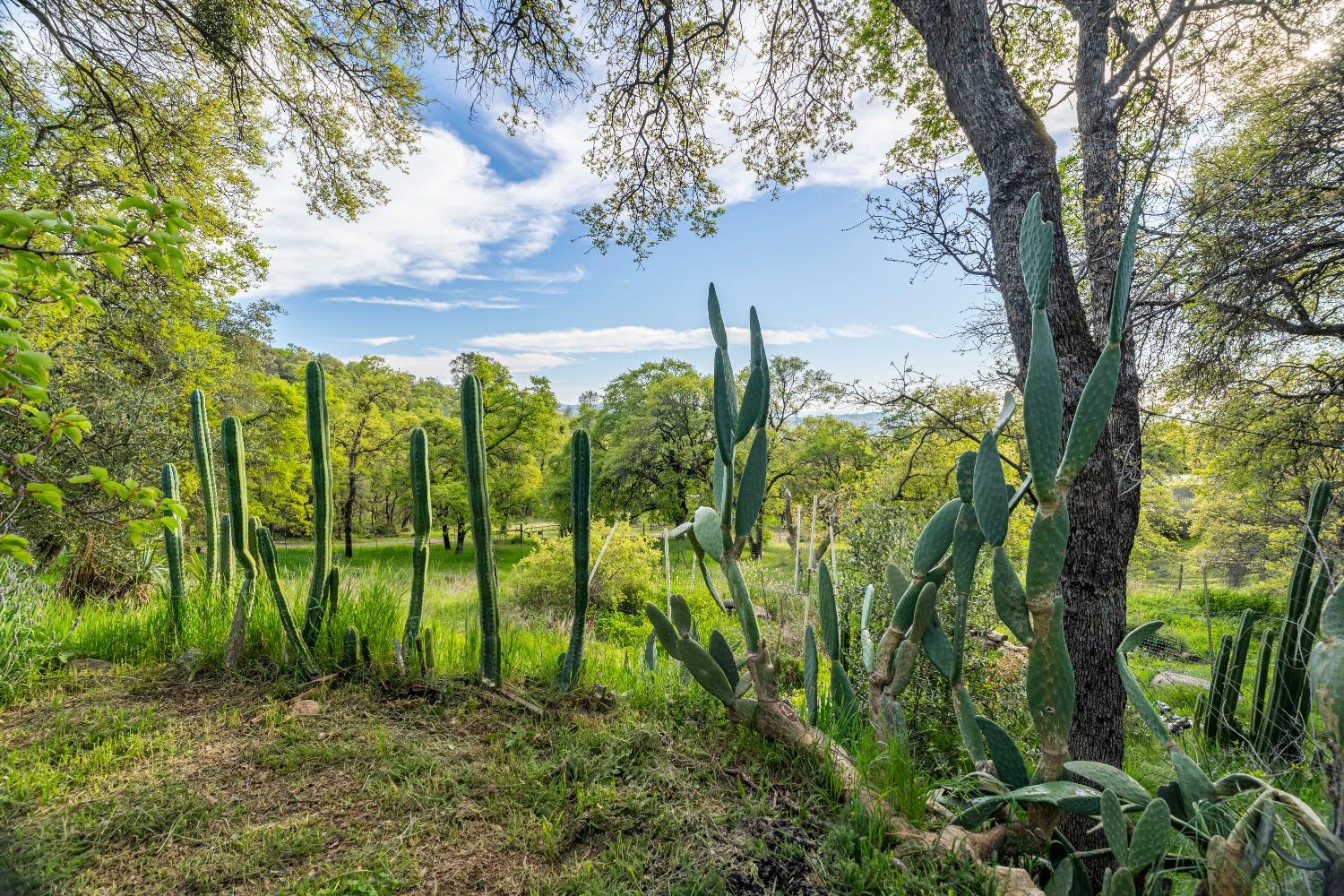 16100 Barbara Court Grass Valley, CA 95949 - Photo 55 of 86