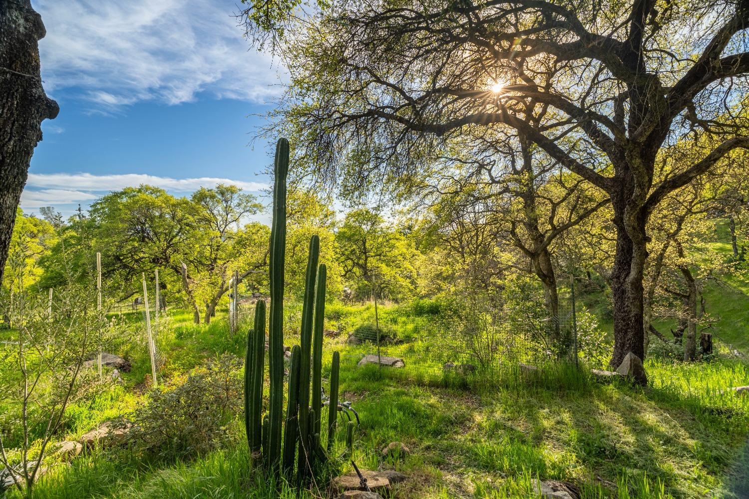 16100 Barbara Court Grass Valley, CA 95949 - Photo 61 of 86