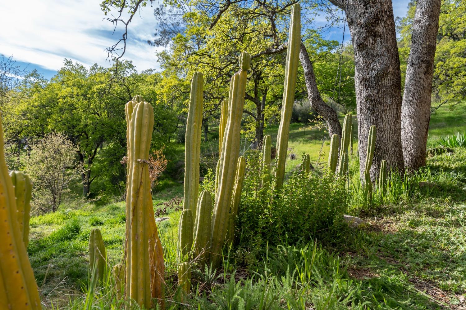 16100 Barbara Court Grass Valley, CA 95949 - Photo 69 of 86