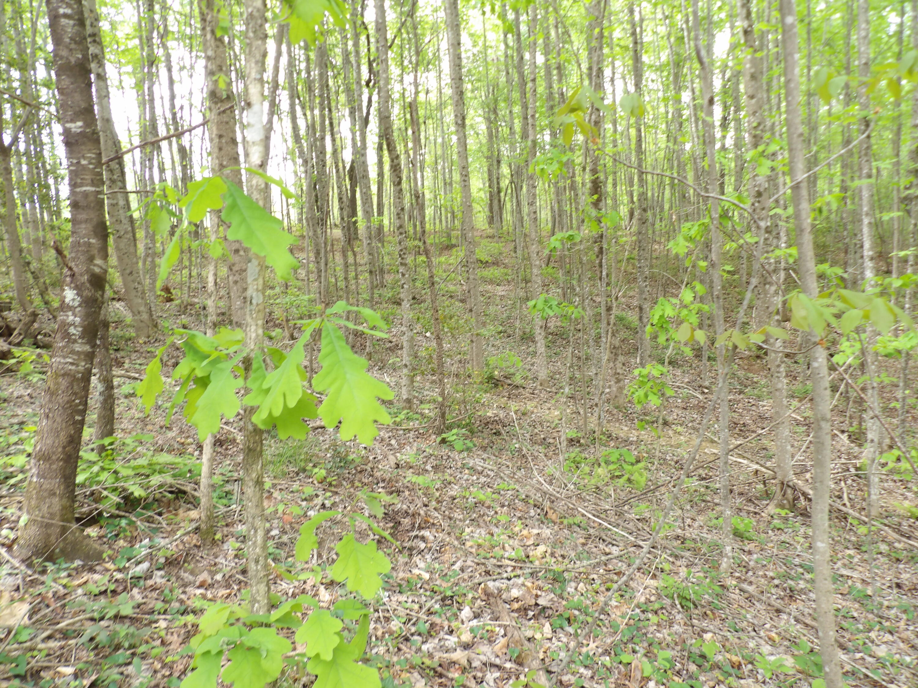 197 Echo Pt Road Dunlap, TN 37327 - Photo 51 of 67 100_2455