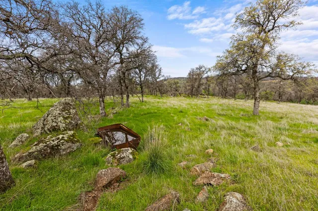 a view of a field with a tree