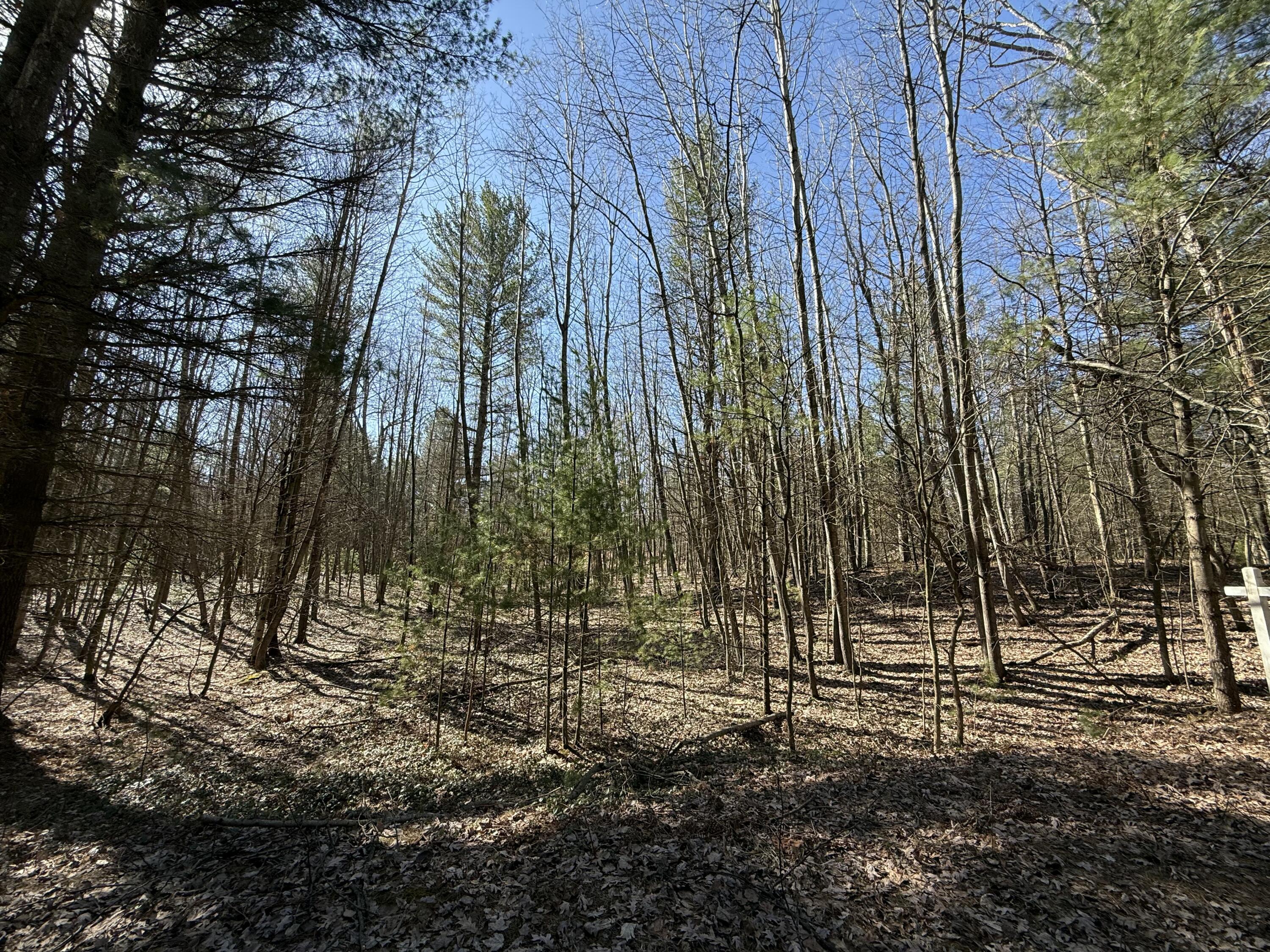 3.75-acres Wayne Road Pentwater, MI 49449 - Photo 11 of 12 IMG_9517