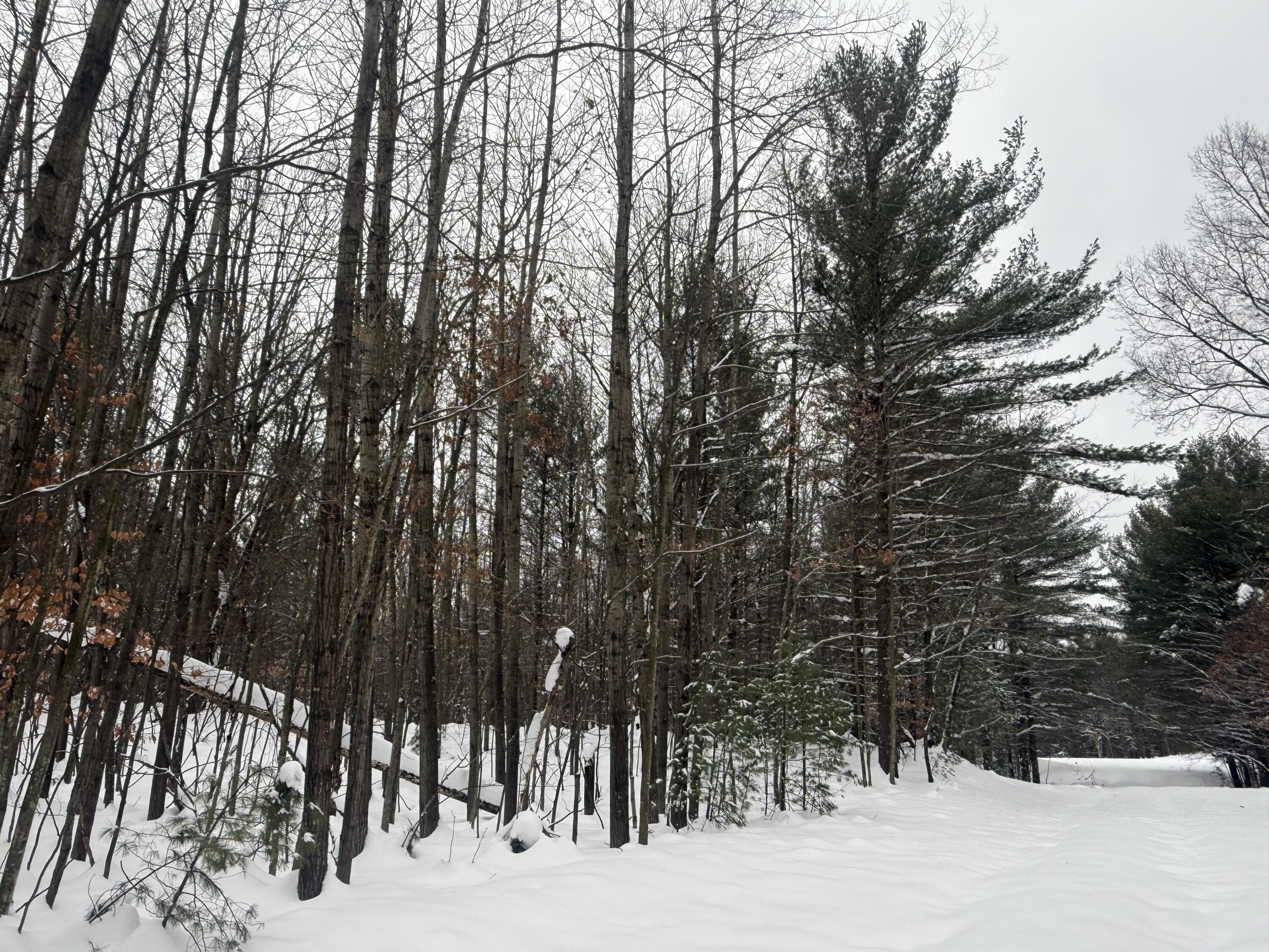 3.75-acres Wayne Road Pentwater, MI 49449 - Photo 4 of 8 IMG_6623