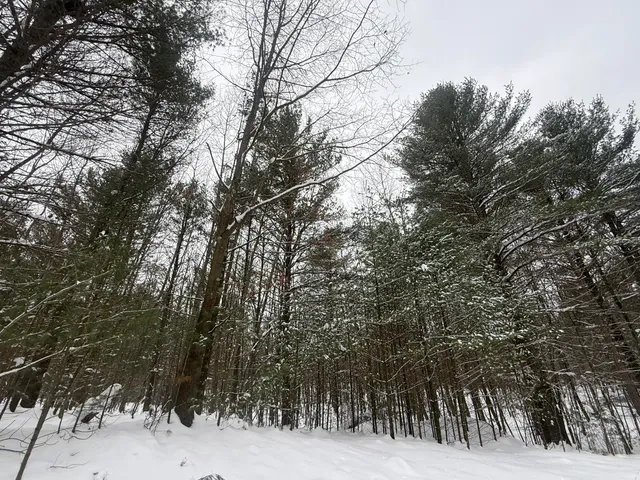 $75,000 | 3.75-acres Wayne Road, Pentwater, MI 49449