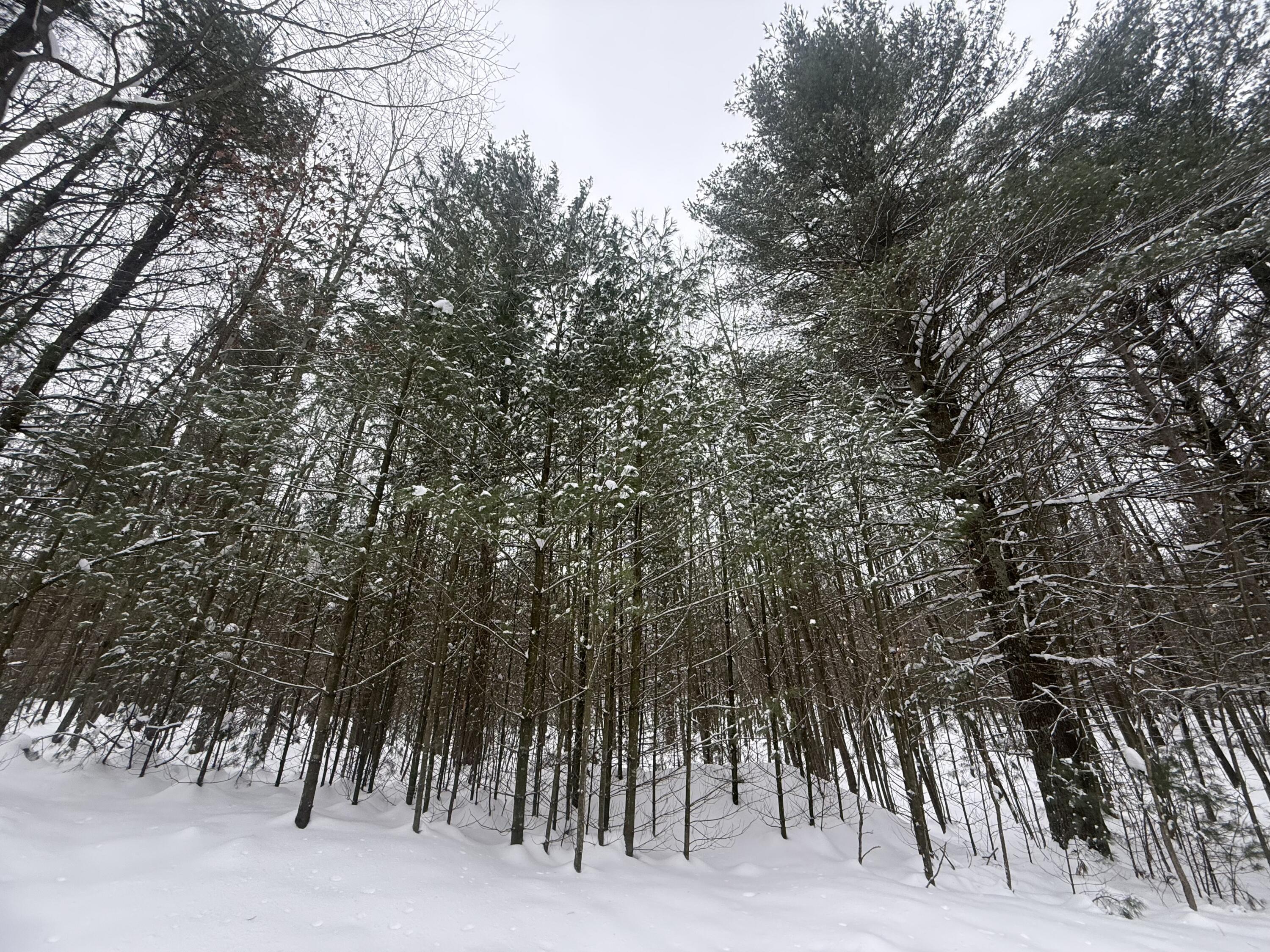 3.75-acres Wayne Road Pentwater, MI 49449 - Photo 6 of 8 IMG_6627