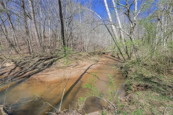 a close up of a plant in a garden