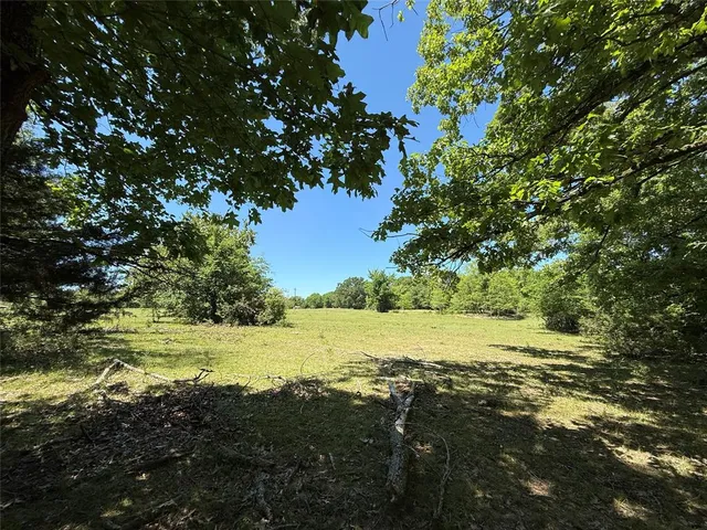a view of a forest that has large trees