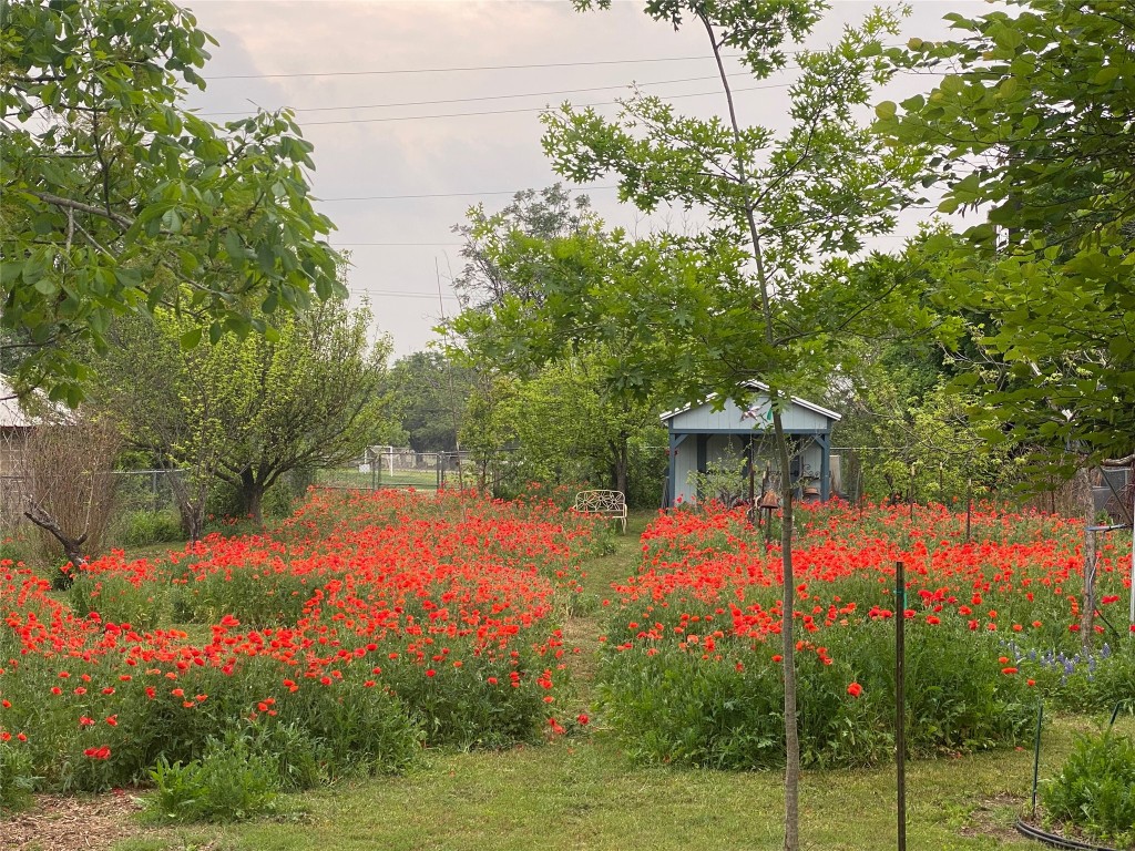 803 North Myrtle Street Georgetown, TX 78626 - Photo 39 of 40 Backyard during poppy season.