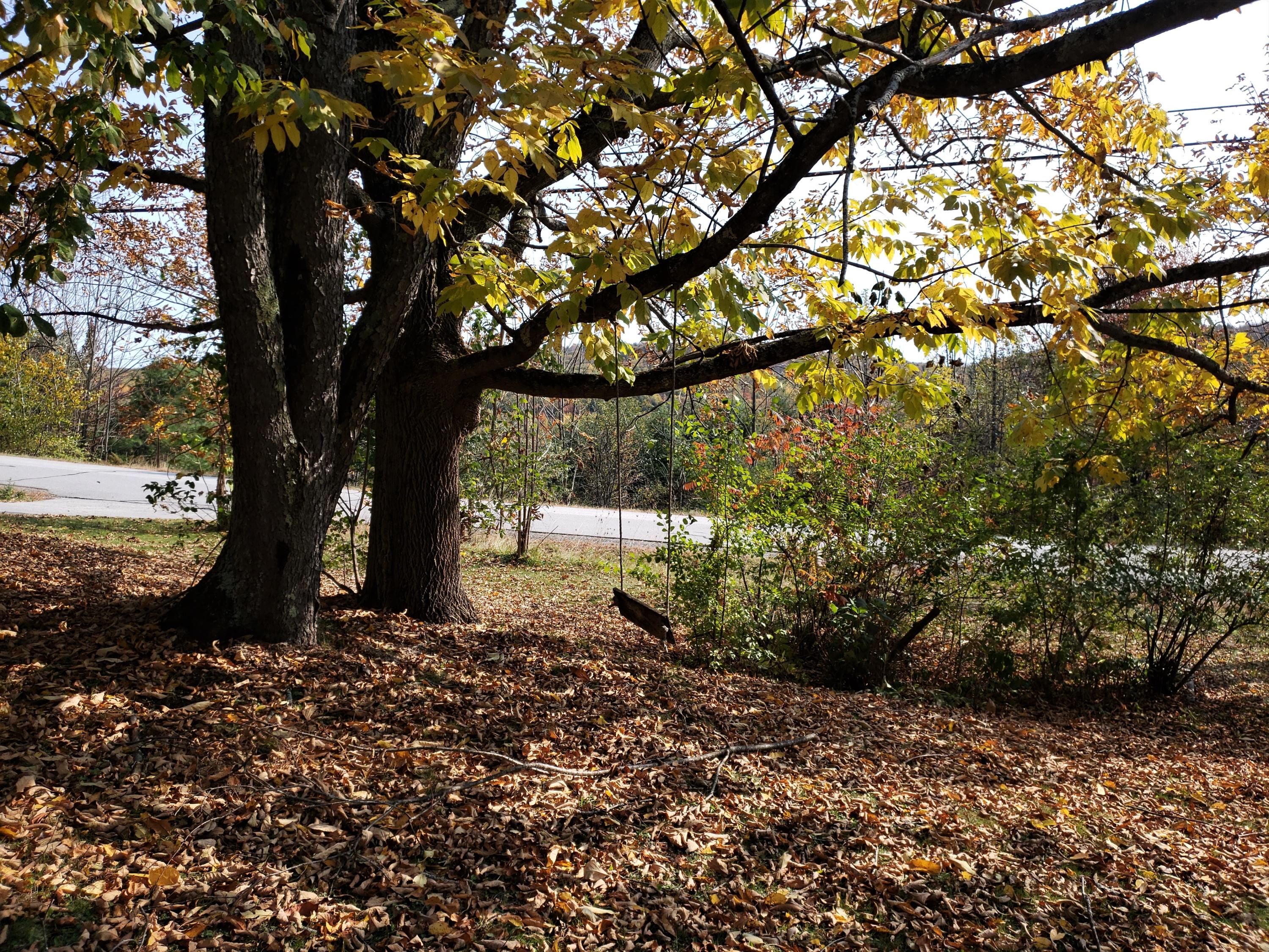 yard with tree swing