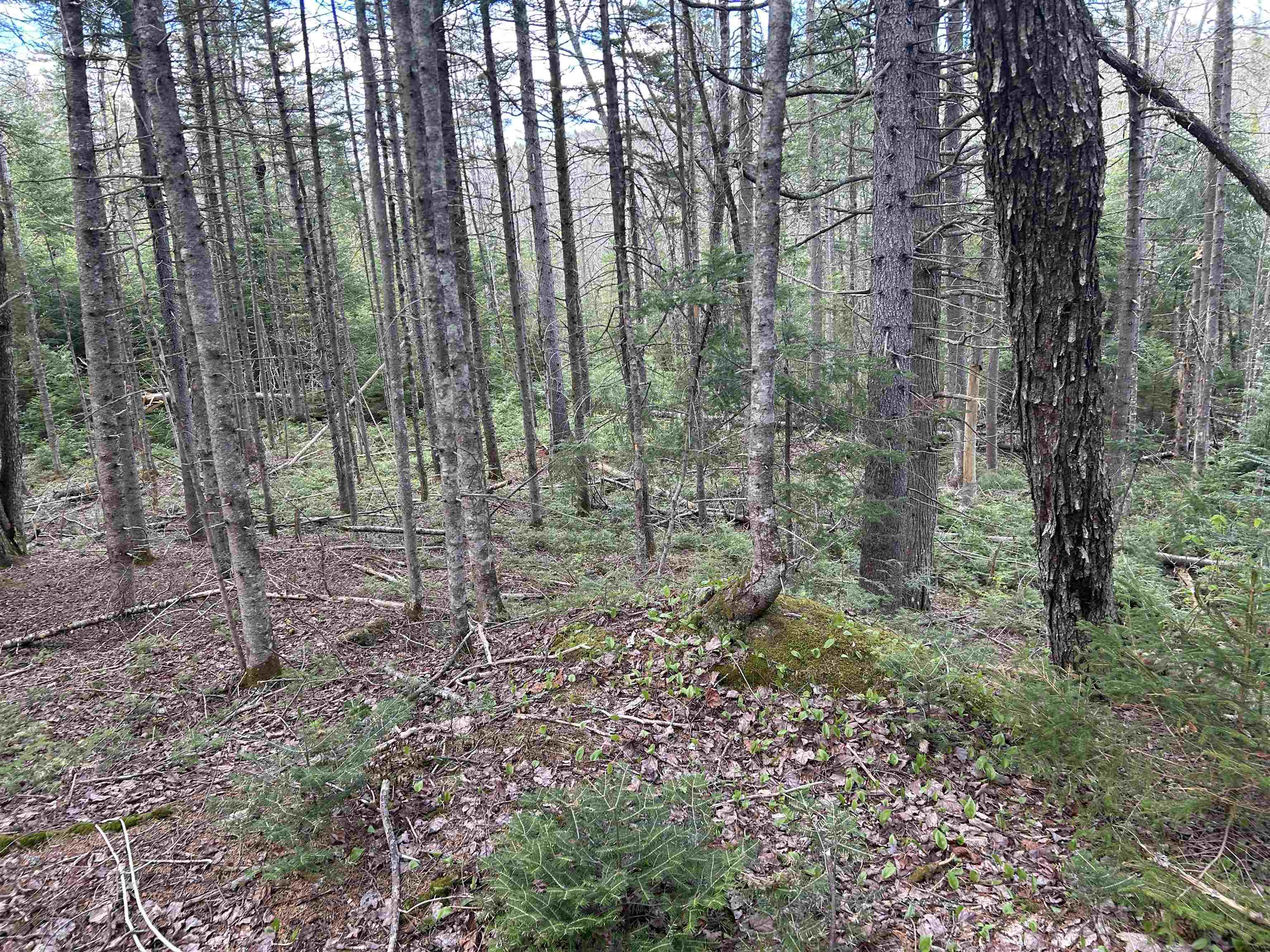 0 Boynton Road Londonderry, VT 05148 - Photo 13 of 20