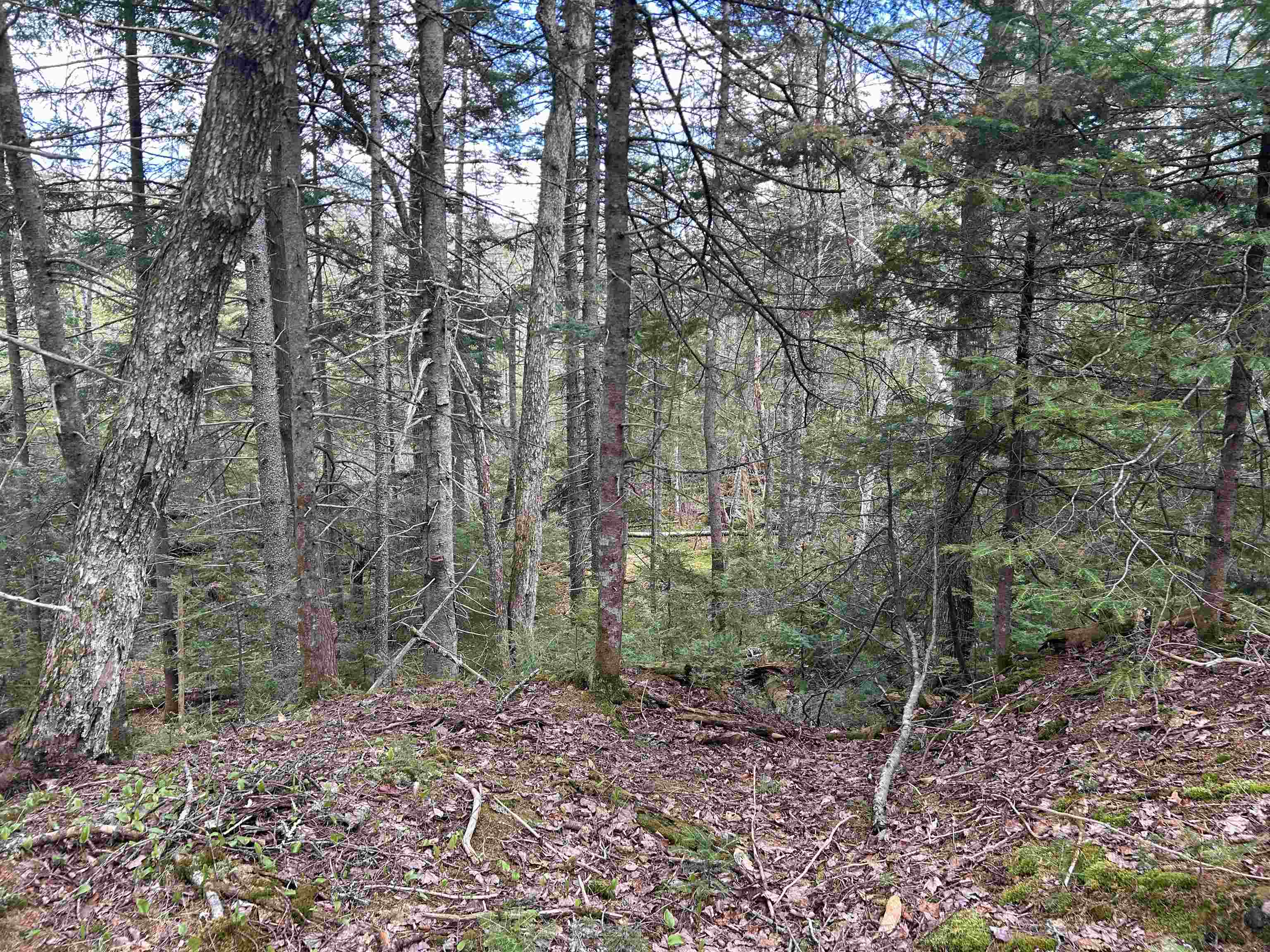 0 Boynton Road Londonderry, VT 05148 - Photo 14 of 20