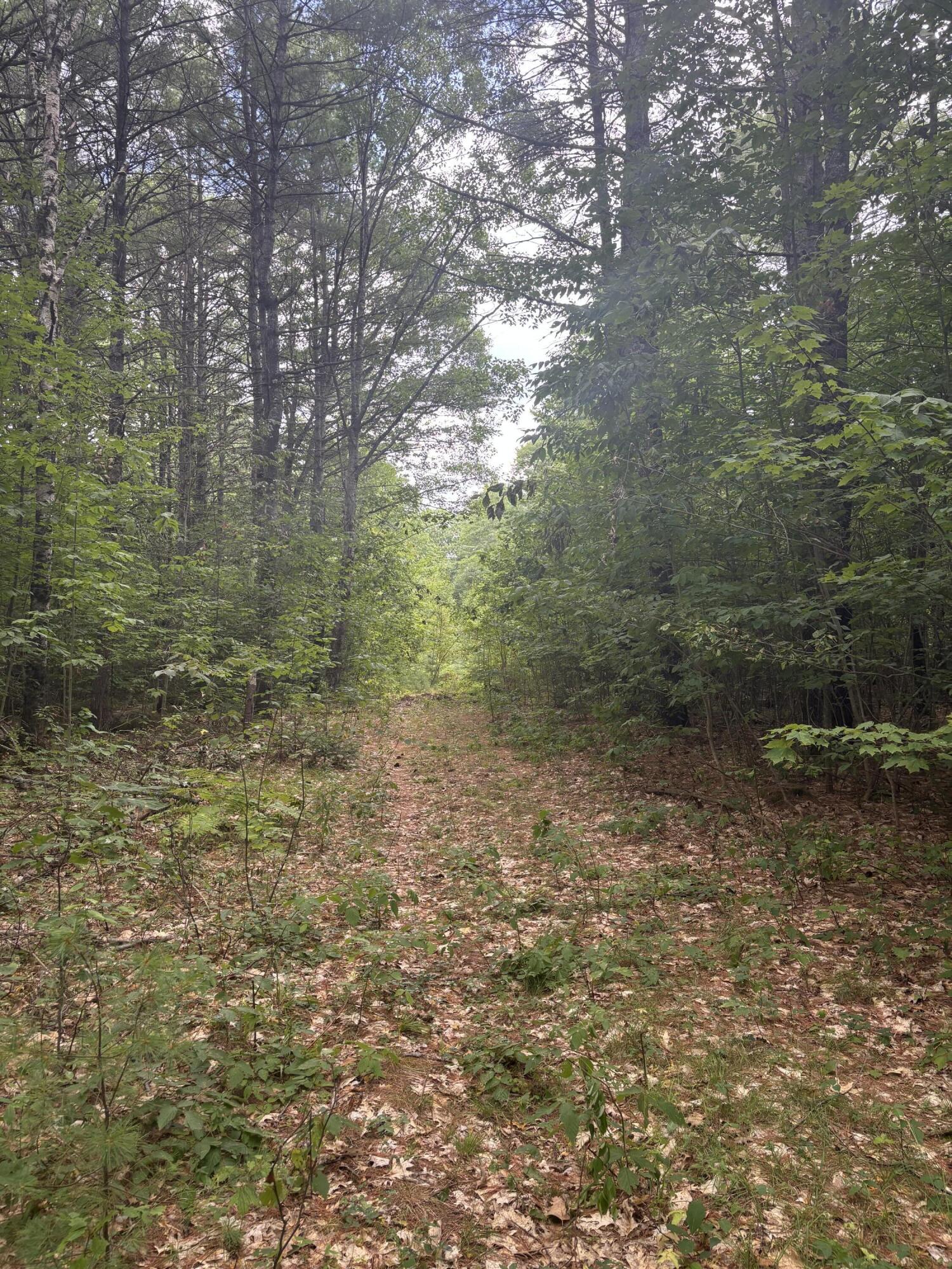 Lot 28 Troy Road Burnham, ME 04922 - Photo 11 of 11 IMG_8108