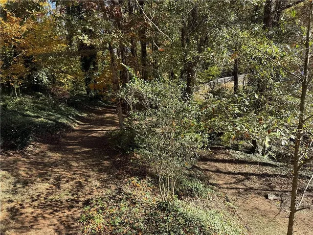 a view of a forest with a tree