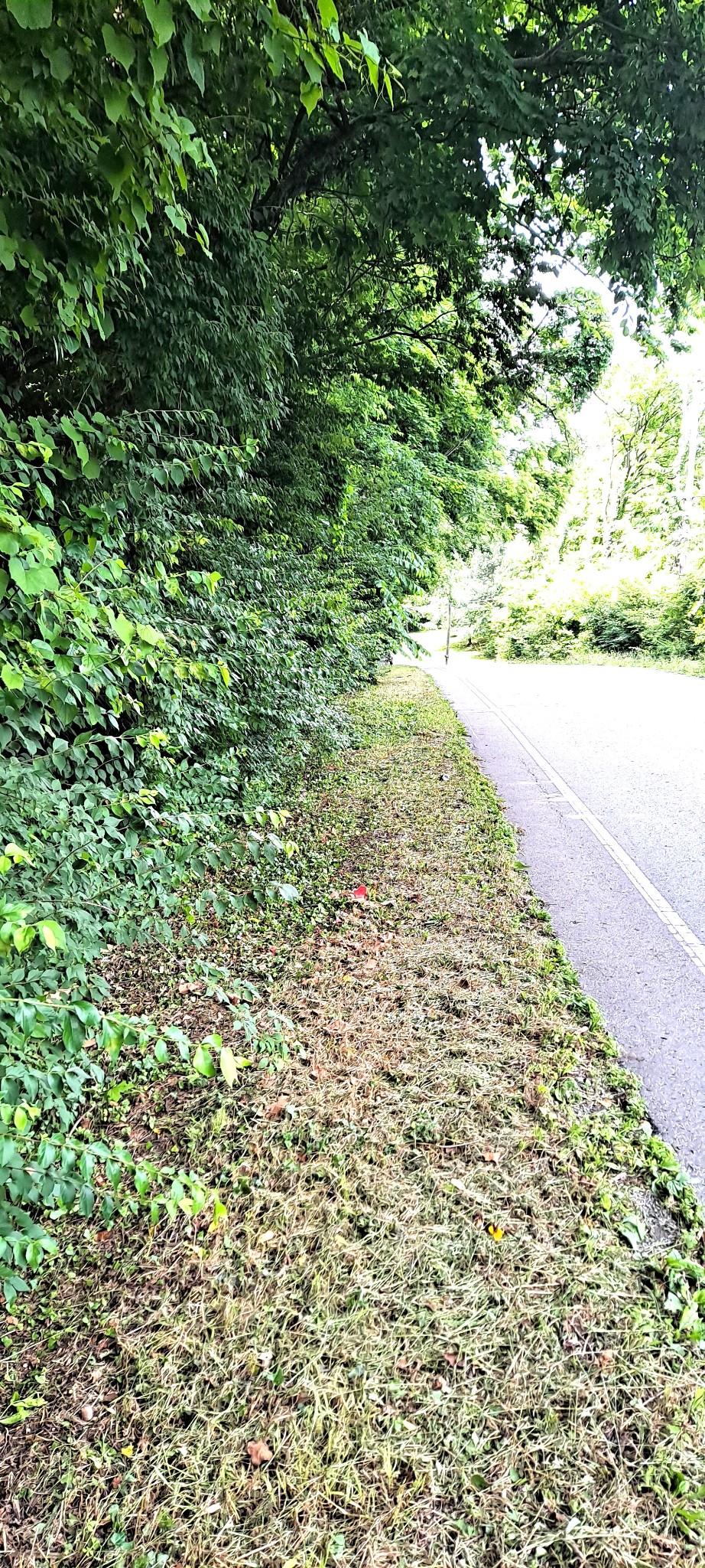 0 Sawyer Brown Road Nashville, TN 37221 - Photo 5 of 6 a view of a yard with a tree