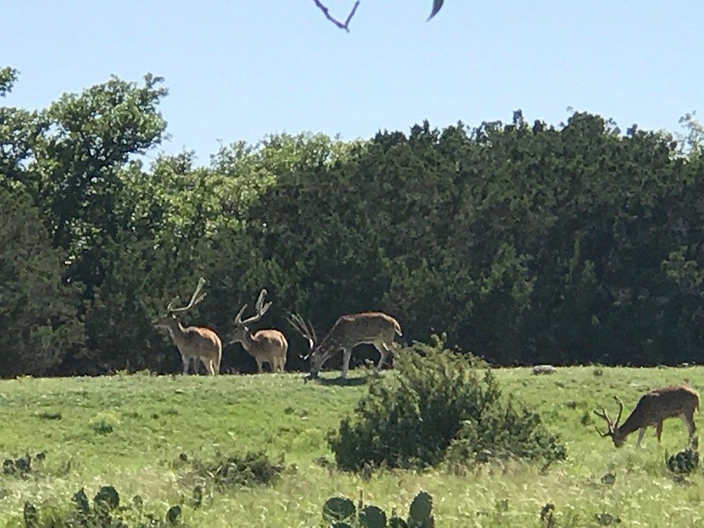Undisclosed Address Rocksprings, TX 78880 - Photo 7 of 50