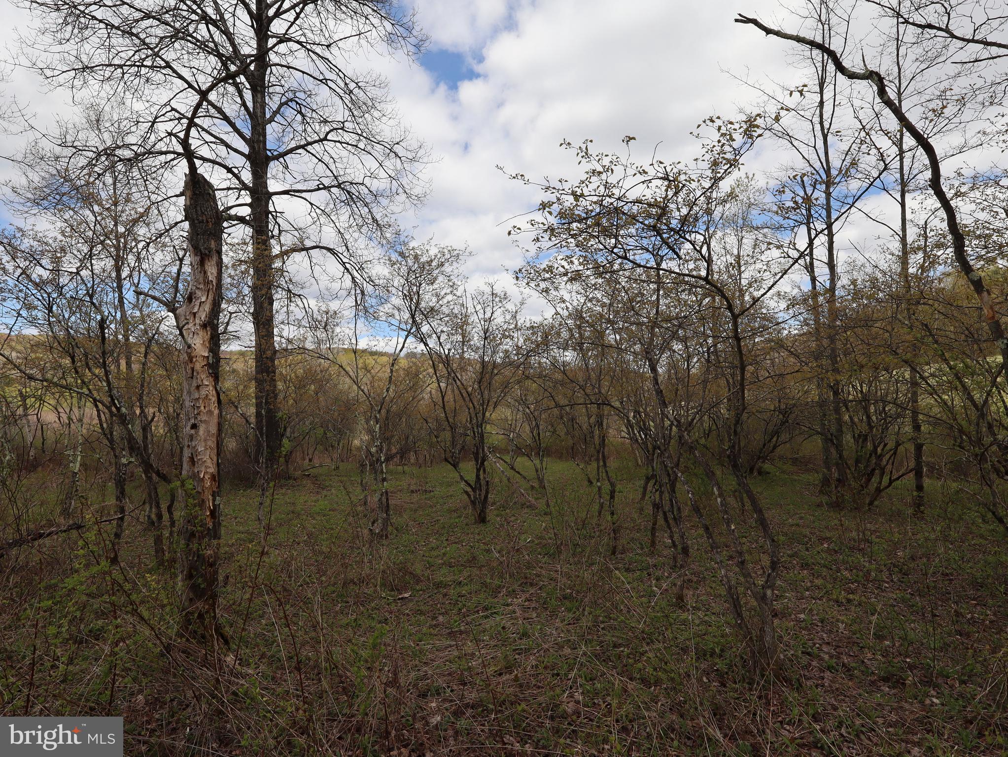0 Holbrook Road Montrose, PA 18801 - Photo 100 of 147 a view of a forest with trees in the background