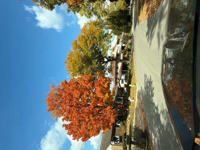 a picture of flowers