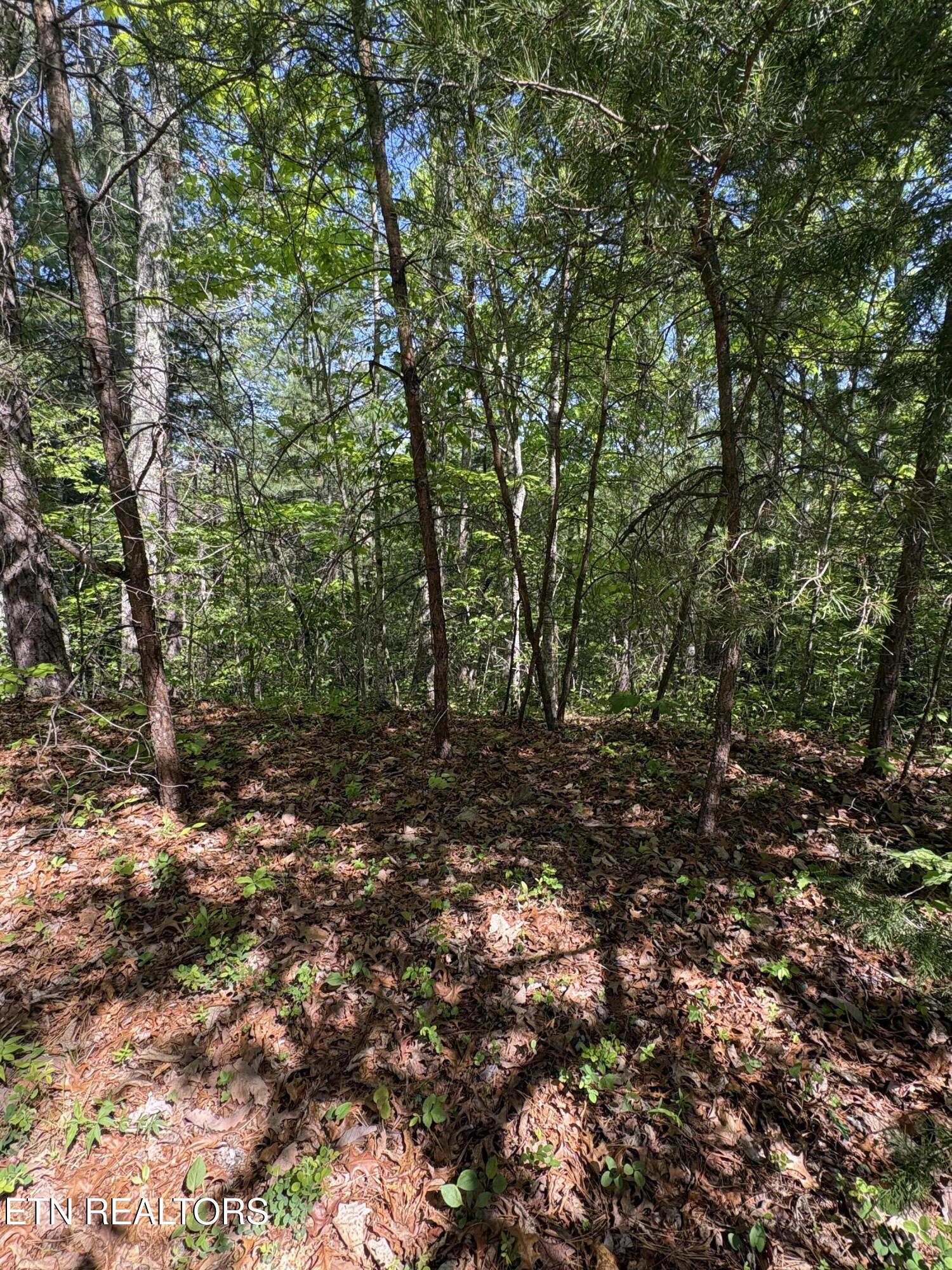 261 Mountain Retreat Road Townsend, TN 37882 - Photo 7 of 23 IMG_3893