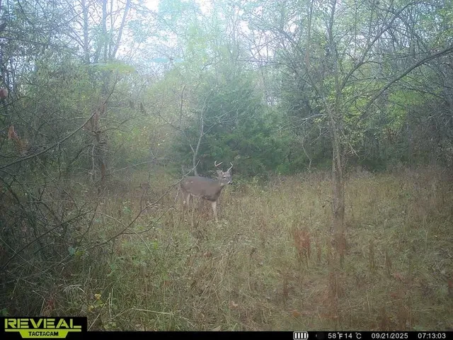 $200,000 | Tract B Shaw School Road, Odessa, MO 64076