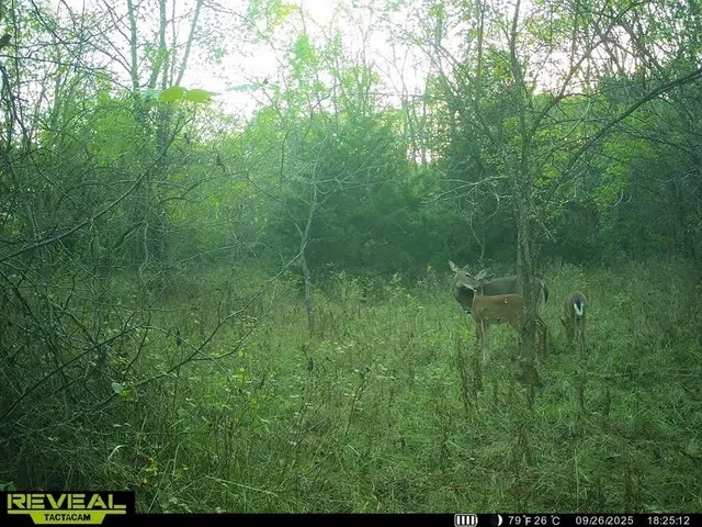 $200,000 | Tract B Shaw School Road, Odessa, MO 64076