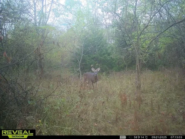 $200,000 | Tract B Shaw School Road, Odessa, MO 64076