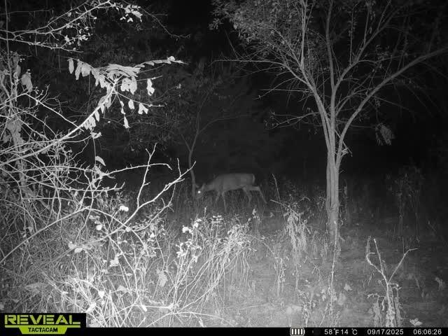 Tract B Shaw School Road Odessa, MO 64076 - Photo 10 of 11