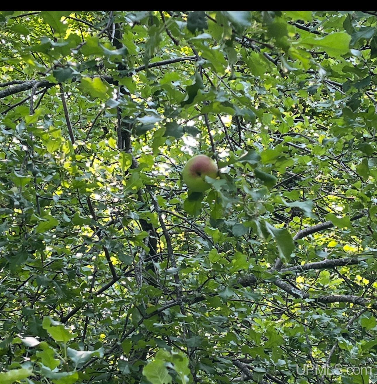 6572 East Maple Ridge 37th Road Rapid River, MI 49878 - Photo 32 of 45