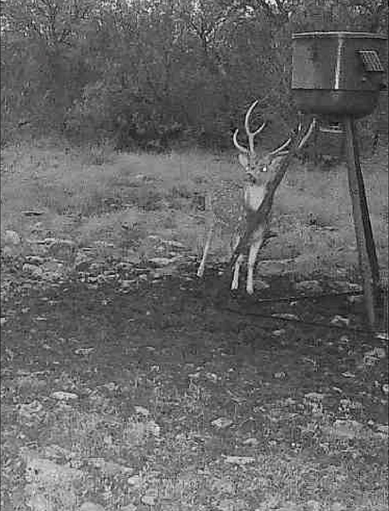 Lot 30 Sd 74230 Rocksprings, TX 78880 - Photo 14 of 15 a view of a dry yard with wooden fence