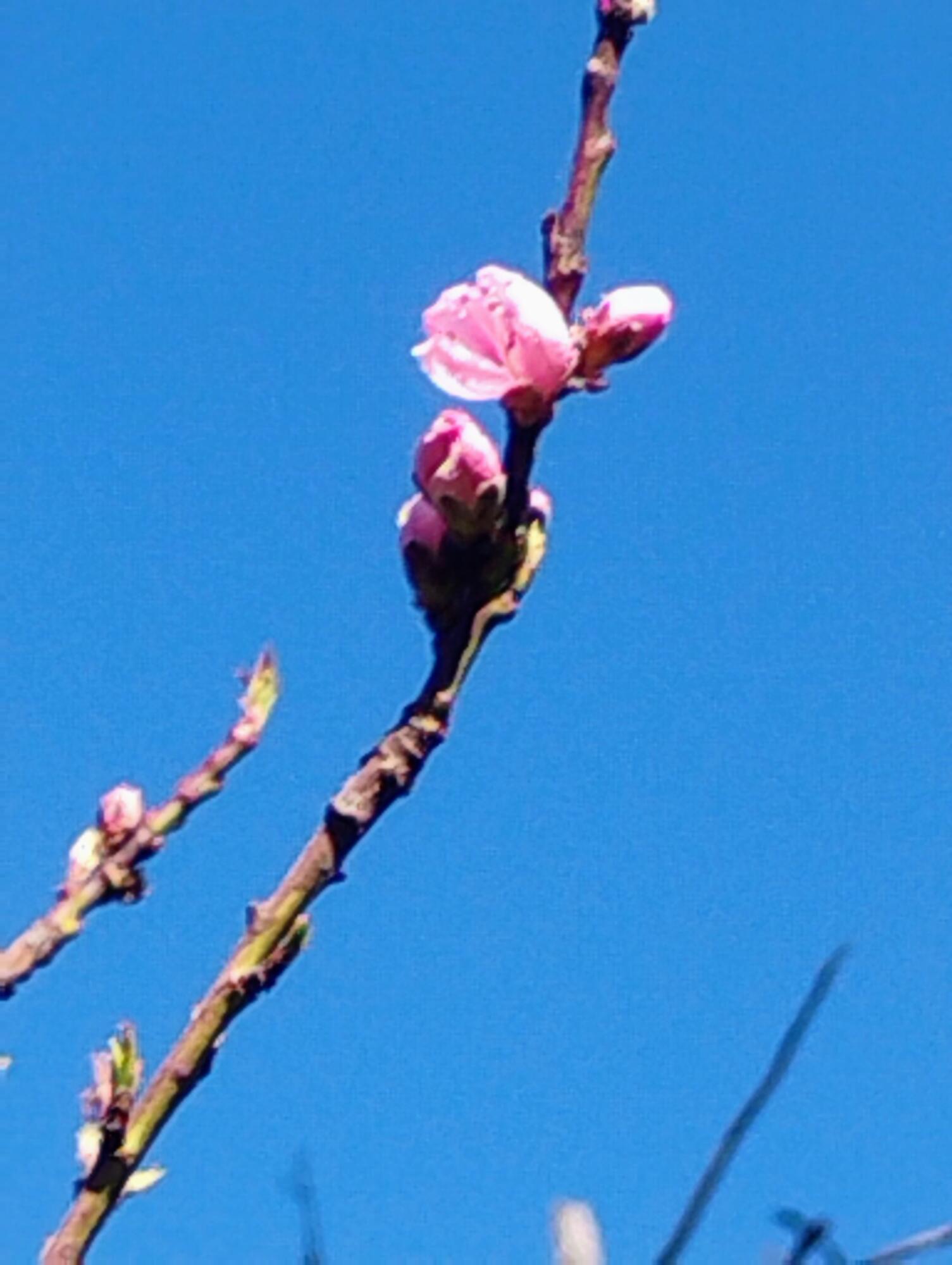 1411 Mc Alexander Road Hayfork, CA 96041 - Photo 22 of 38 Peach blossom