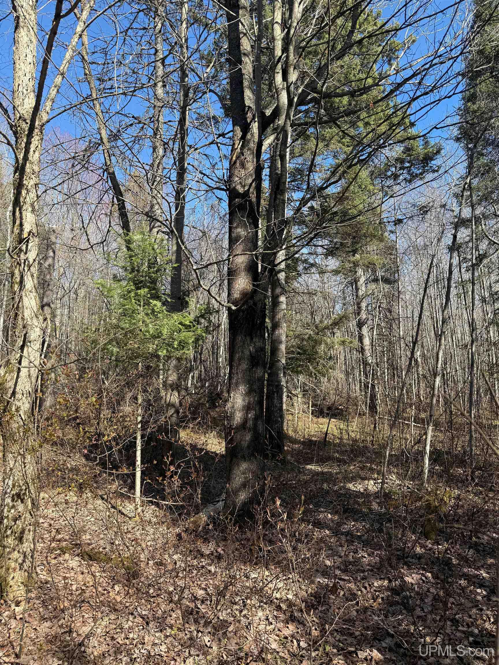 Tbd85 South Sidnaw Road Sidnaw, MI 49961 - Photo 6 of 22