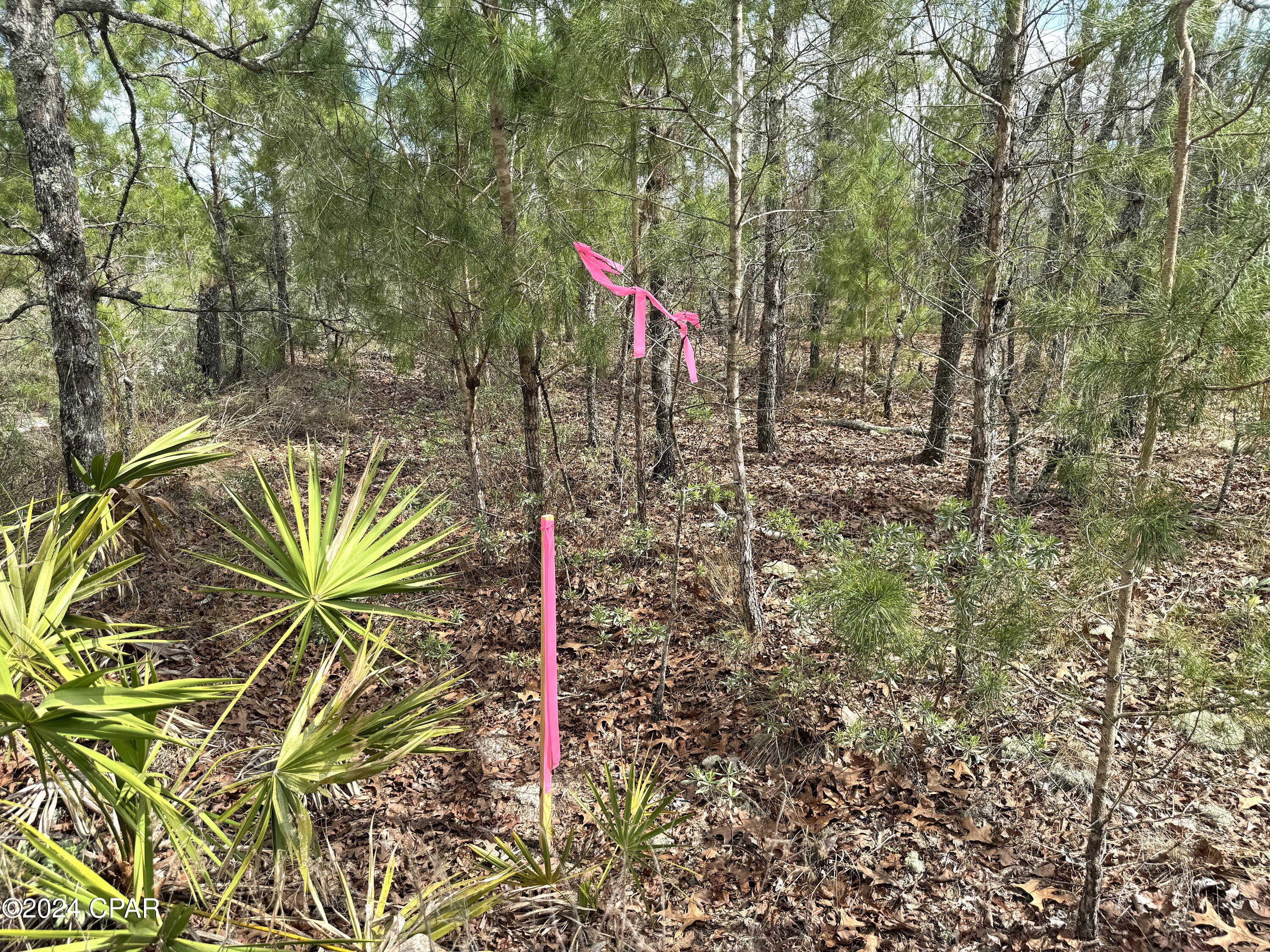 0 Northwest Martin Sewell Road Altha, FL 32421 - Photo 15 of 21 Gallery Image 15