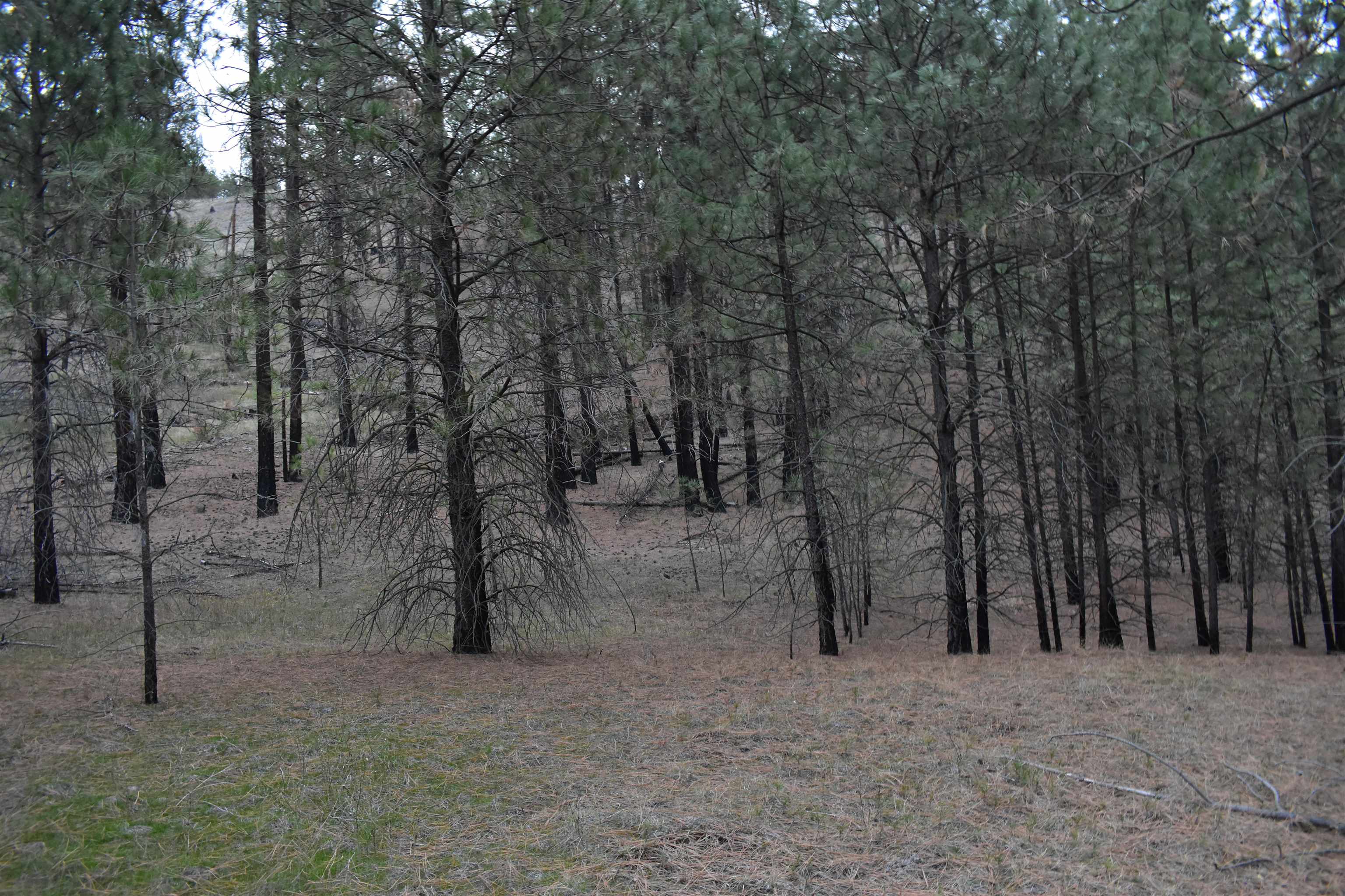 4802 North Garfield Road Spokane, WA 99224 - Photo 16 of 34