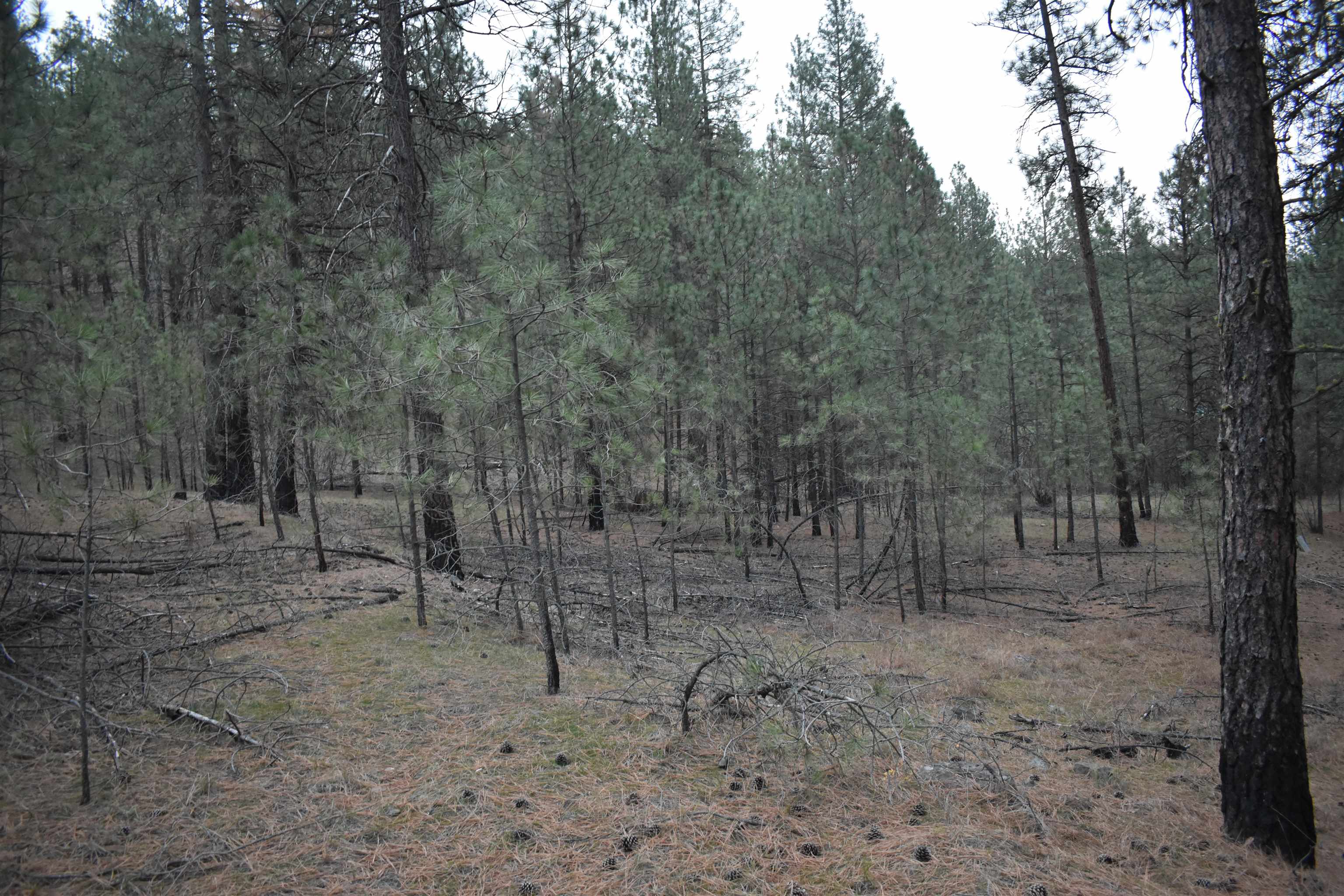 4802 North Garfield Road Spokane, WA 99224 - Photo 19 of 34
