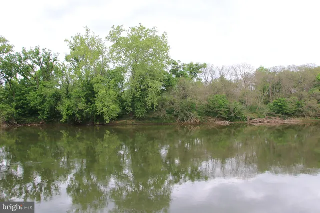a view of a forest with trees in the background