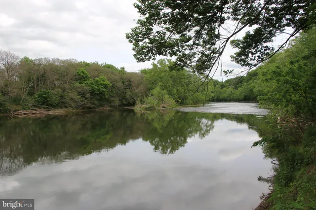 a view of a forest with trees