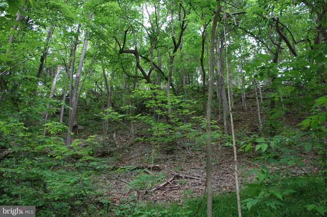a view of a back yard
