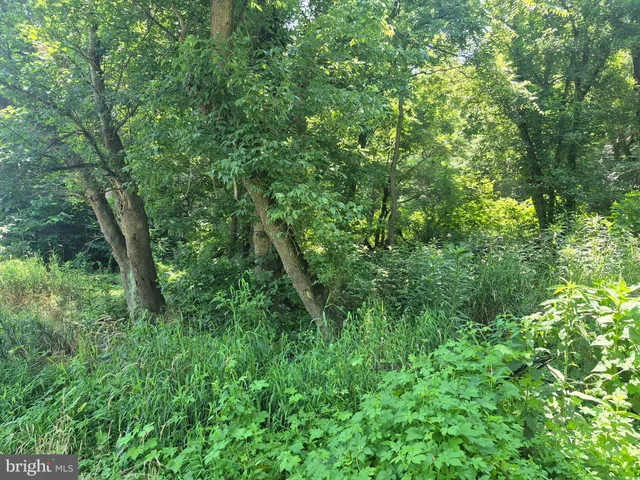 a view of a lush green forest