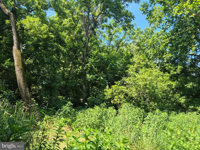 a view of a lush green forest